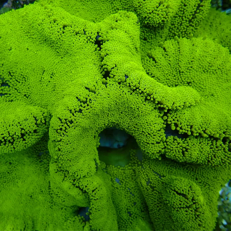 Stichodactyla Gigantea Green Carpet Anemone M-size