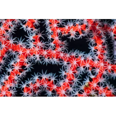 Diodogorgia Nodulifera Red (M) bestellen ? l Coralandfishstore.nl