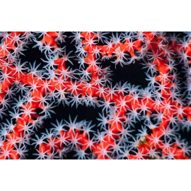 Diodogorgia Nodulifera Red (M) bestellen ? l Coralandfishstore.nl