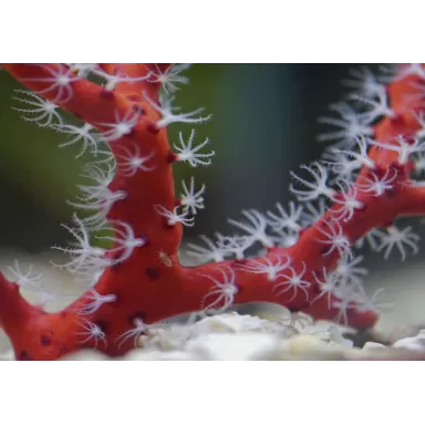 Diodogorgia Nodulifera Rot (M) bestellen? l Coralandfishstore.nl