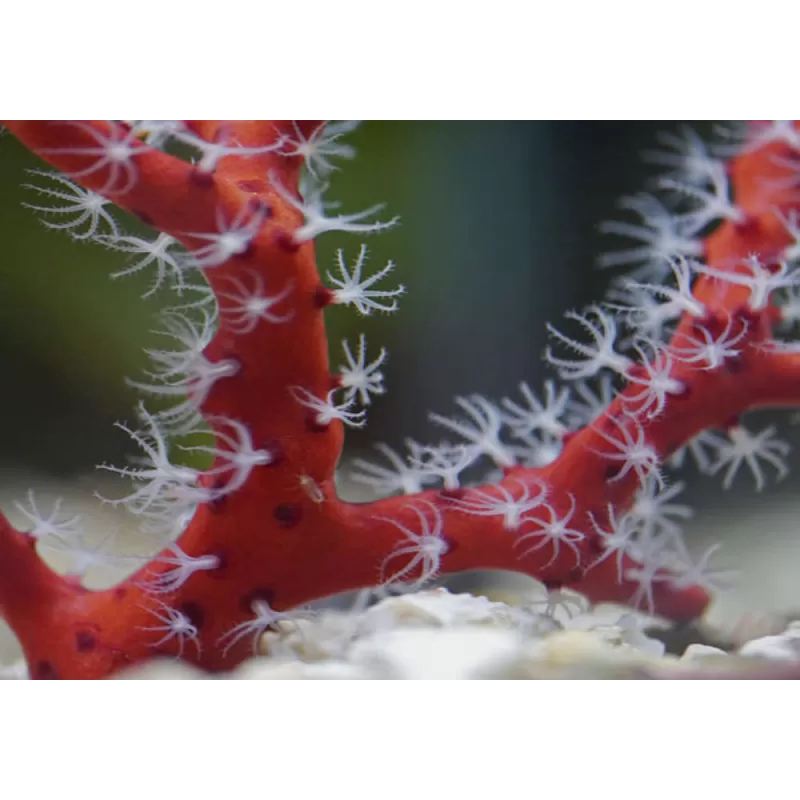 Diodogorgia Nodulifera Red (M) bestellen ? l Coralandfishstore.nl
