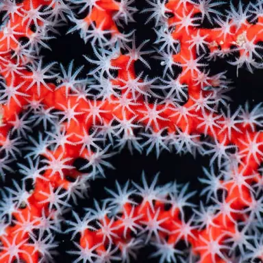 Diodogorgia Nodulifera Red (M) bestellen ? l Coralandfishstore.nl