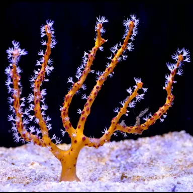 Diodogorgia Nodulifera Yellow