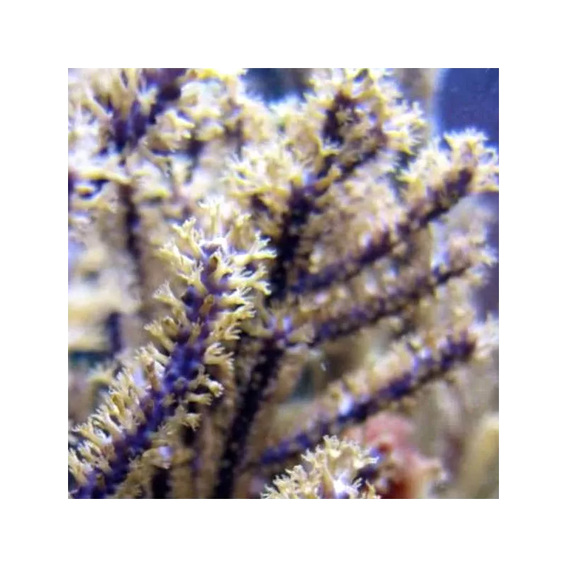 Kaufen Sie Muriceopsis flavida Purple Bush Gorgonian M-Size | Coralandfishstore.nl
