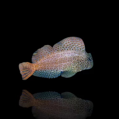 Möchten Sie Exalias brevis kaufen? Schnelle Lieferung Coralandfishstore