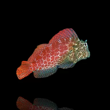 Möchten Sie Exalias brevis kaufen? Schnelle Lieferung Coralandfishstore