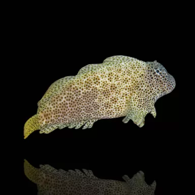 Möchten Sie Exalias brevis kaufen? Schnelle Lieferung Coralandfishstore