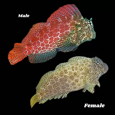 Möchten Sie Exalias brevis kaufen? Schnelle Lieferung Coralandfishstore