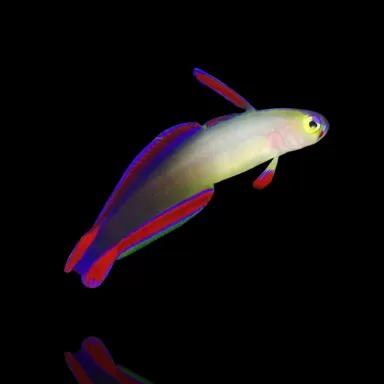 Möchten Sie Nemateleotris Decora bestellen? l Coralandfishstore.nl