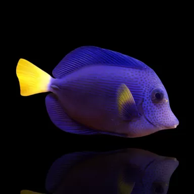 Zebrasoma Xanthurum| Coralandfishstore.nl