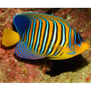 Pygoplites Diacanthus Red Sea Juv (T)