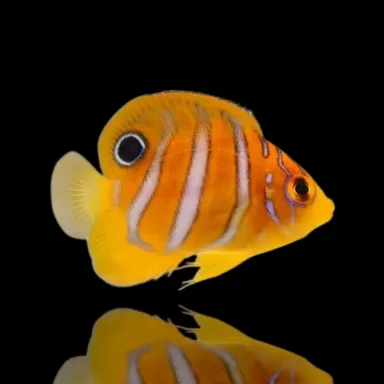 Bestellen Sie Pygoplites Diacanthus Red Sea Juv (T)? l Coralandfishstore.nl