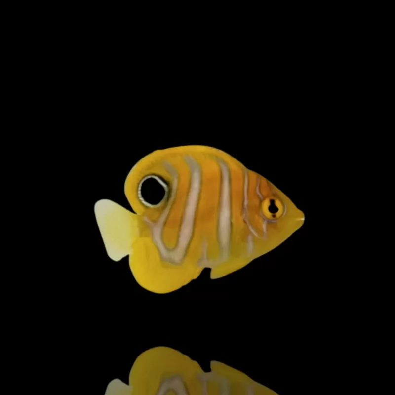 Bestellen Sie Pygoplites Diacanthus Red Sea Juv (T)? l Coralandfishstore.nl