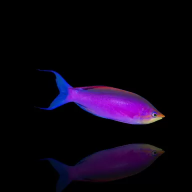 Mirolabrichthys Tuka Male