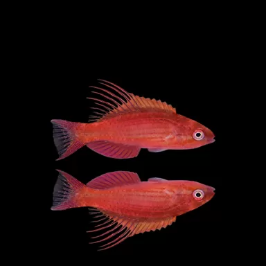 Paracheilinus Cyaneus | Coralandfishstore.nl