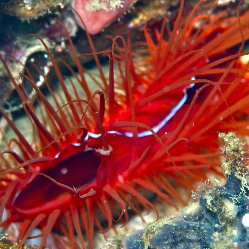Lima Orientalis oder die elektrische Feilenmuschel