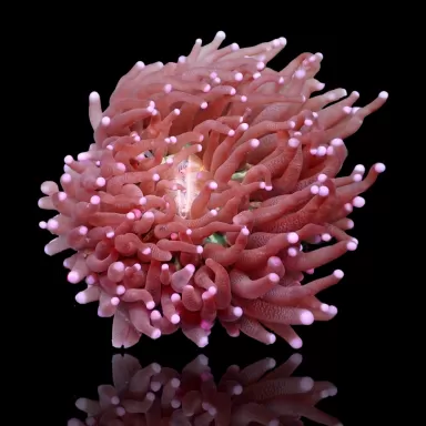 Kaufen Sie Heliofungia actiniformis Größe S | Coralandfishstore.nl