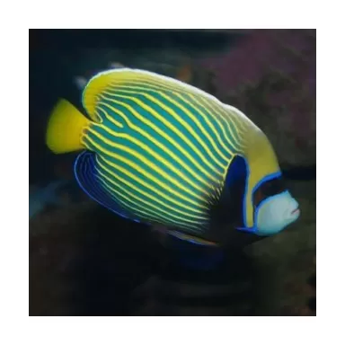 Pomacanthus Imperator (L)