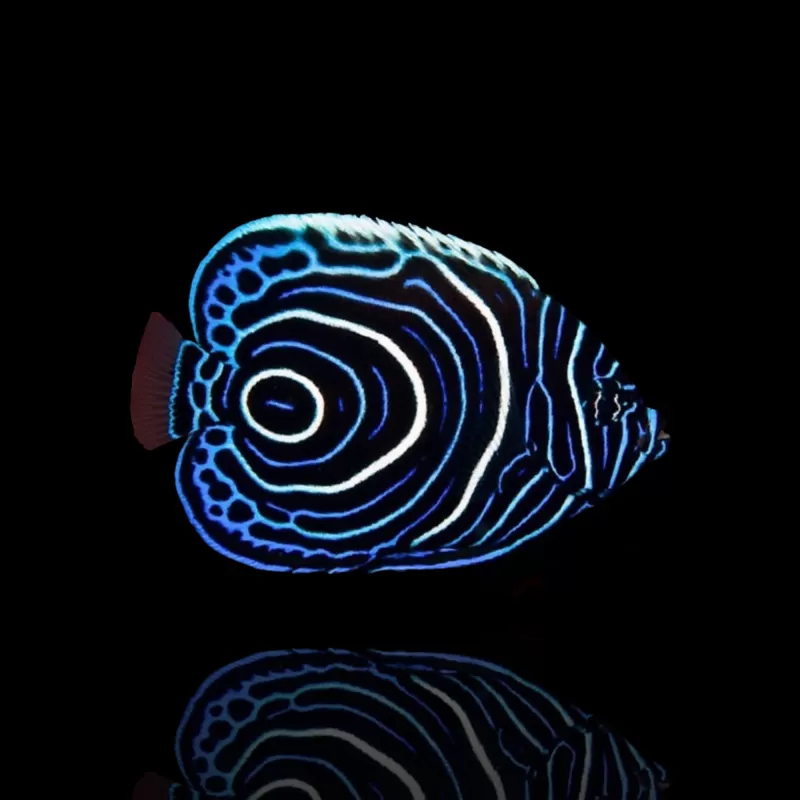 Pomacanthus Imperator (L) bestellen ? l Coralandfishstore.nl