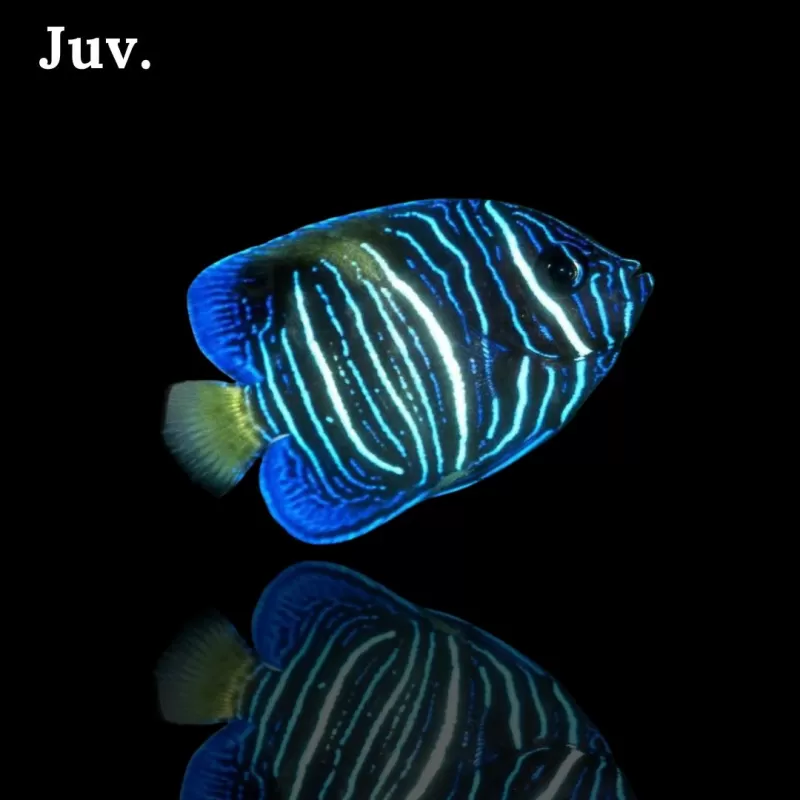 Pomacanthus Asfur l Snel in huis met Coralandfishstore.nl