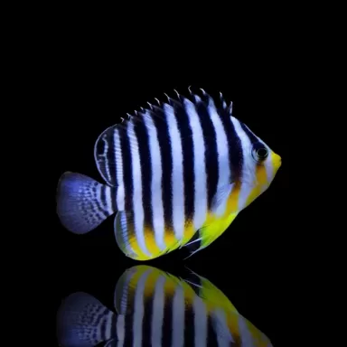 Paracentropyge Multifasciata kaufen?| Coralandfishstore.nl
