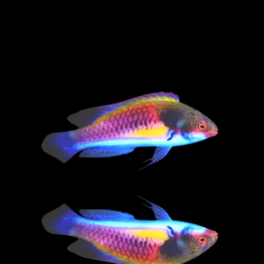 Möchten Sie Cirrhilabrus ryukyuensis - Gelbflanken-Lippfisch kaufen? | Coralandfishstore.nl