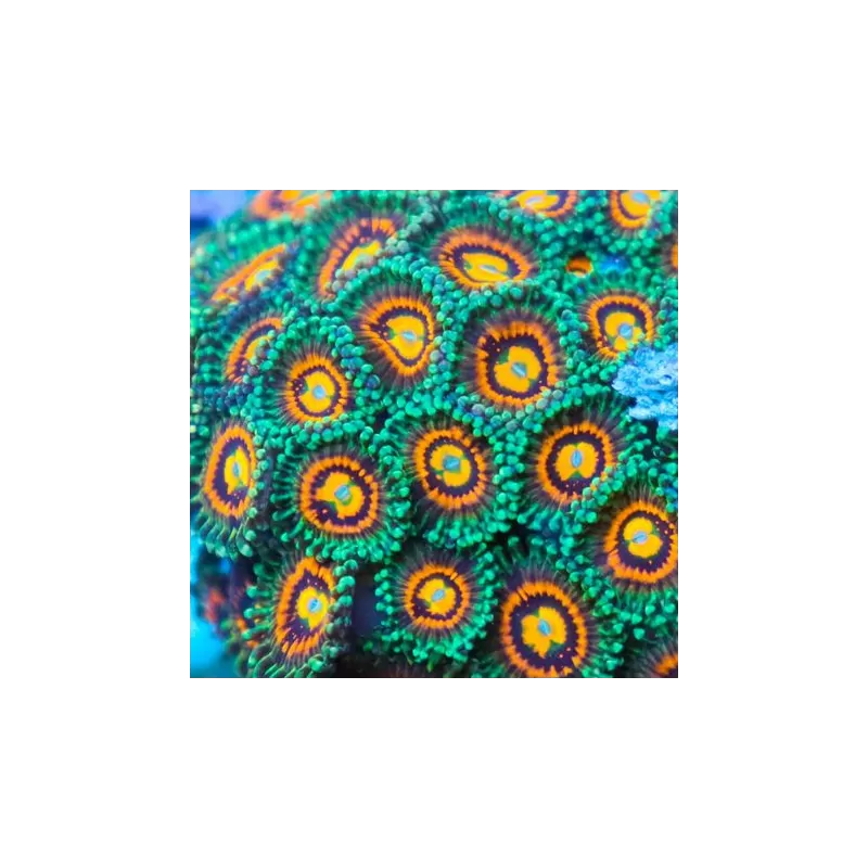 Zoanthus Rainbow Incinerator kopen? | Coralandfishstore