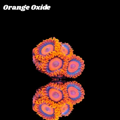 Kaufen Sie Zoanthus Orange Oxide Frag S-Größe | Coralandfishstore.nl