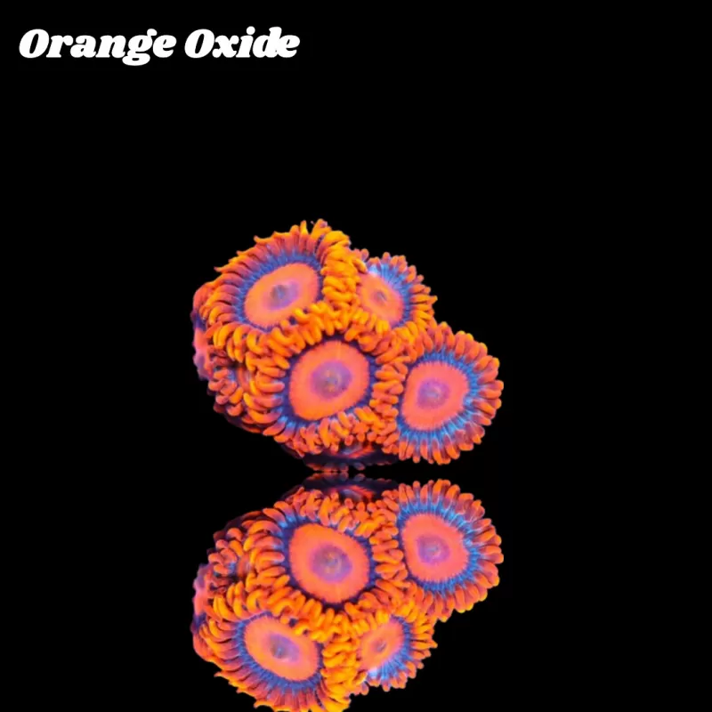 Zoanthus Orange Oxide Frag S-size kopen | Coralandfishstore.nl