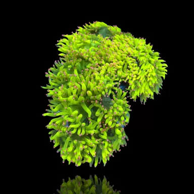 Catalaphyllia Jardinei sp. Yellow/White kopen? | Coralandfishstore