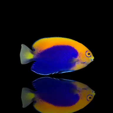 Centropyge Acanthops| Coralandfishstore.nl