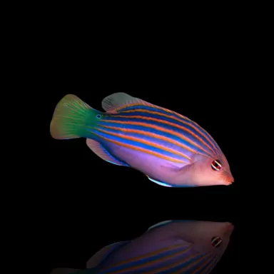 Möchten Sie Pseudocheilinus Hexataenia kaufen? | Coralandfishstore.nl