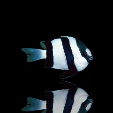 Dascyllus Aruanus | Coralandfishstore.nl