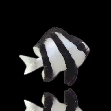 Dascyllus Aruanus | Coralandfishstore.nl