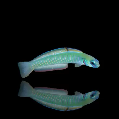 Ptereleotris Zebra bestellen? l Coralandfishstore.nl