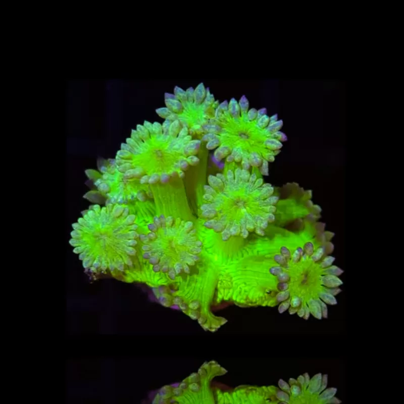 Goniopora Fire & Ice  bestellen ? l Coralandfishstore.nl