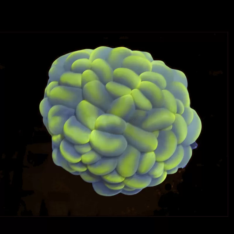 Plerogyra Sinuosa kaufen?| Coralandfishstore.nl