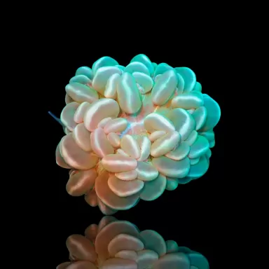 Plerogyra Sinuosa kaufen?| Coralandfishstore.nl