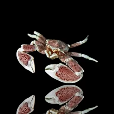 Neopetrolisthes Ohshimai | Coralandfishstore.nl