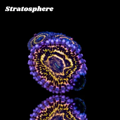 Zoanthus Stratosphere kopen? | Coralandfishstore