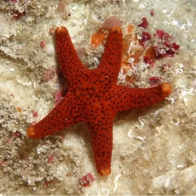 Fromia Milleporella oder der Poren-Seestern