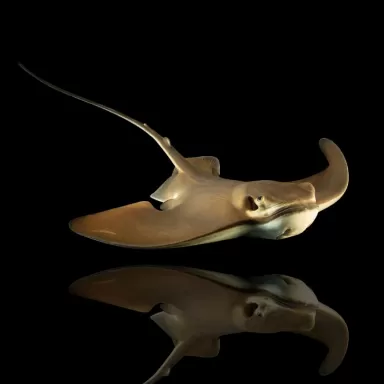 Myliobatis Californica | Coralandfishstore.nl