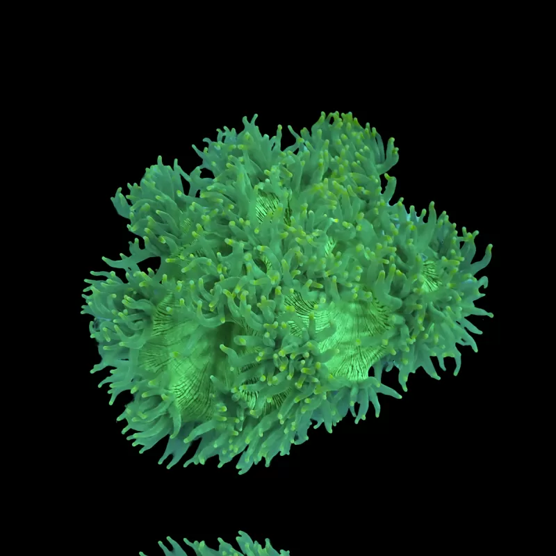 Catalaphyllia Jardinei sp. Yellow/White kopen? | Coralandfishstore