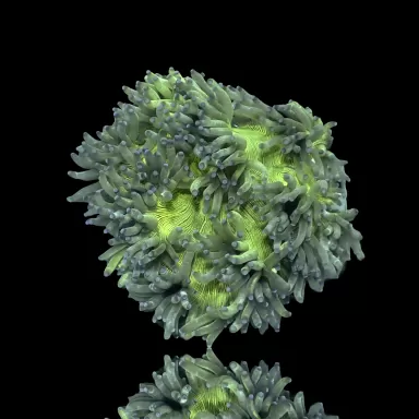 Catalaphyllia Jardinei sp. Yellow/White kopen? | Coralandfishstore