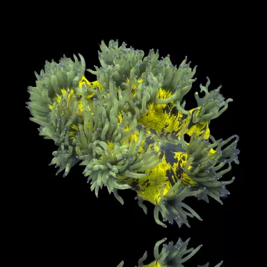 Catalaphyllia Jardinei sp. Möchten Sie Gelb/Weiß kaufen? | Corallandfishstore