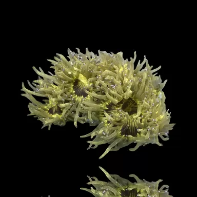 Catalaphyllia Jardinei sp. Yellow/White kopen? | Coralandfishstore