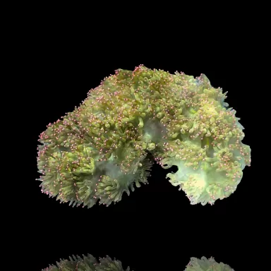 Catalaphyllia Jardinei sp. Yellow/White kopen? | Coralandfishstore