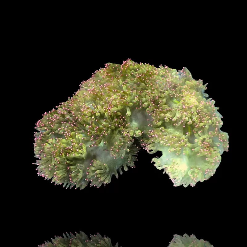 Catalaphyllia Jardinei sp. Yellow/White kopen? | Coralandfishstore