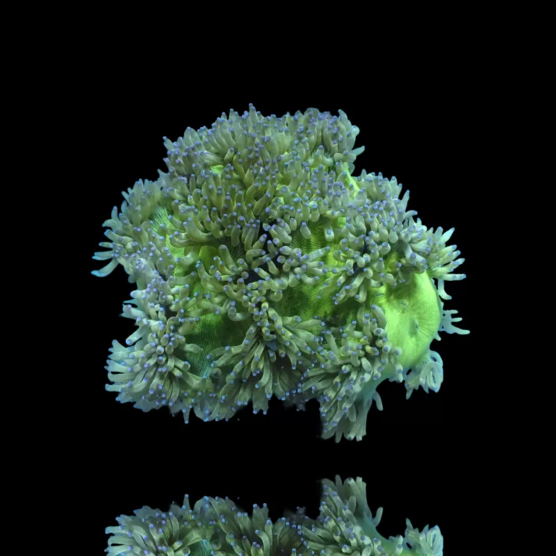 Catalaphyllia Jardinei sp. Möchten Sie Gelb/Weiß kaufen? | Corallandfishstore