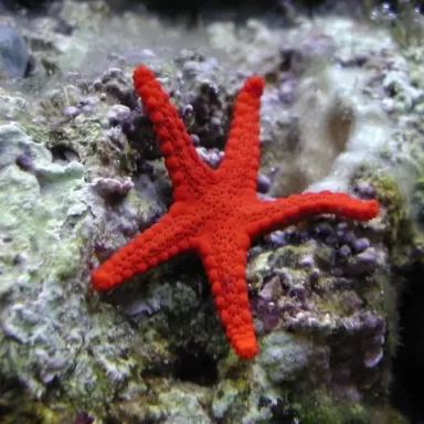 Fromia Milleporella oder der Poren-Seestern